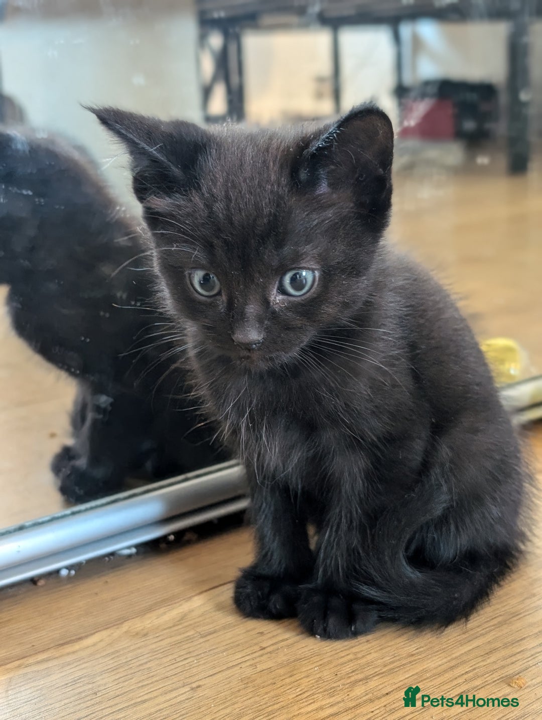 Ragdoll cats for sale: Ragdoll x tabby x British shorthair - Image 3