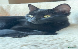Mixed Breed cats for sale: Kittens ready to leave  - Image 12