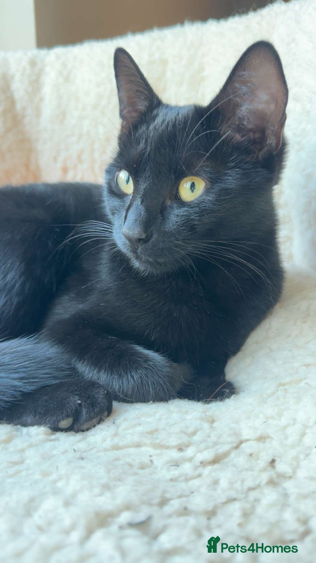 Mixed Breed cats for sale: Kittens ready to leave  - Image 12