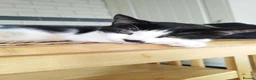 Mixed Breed cats for sale: 4 tuxedo black/white cuties looking for a home - Advert 4