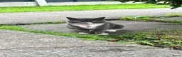 Mixed Breed cats for sale: 4 beautiful kittens looking for new homes  - Advert 1