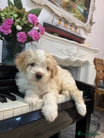 Mixed Breed dogs - Advert 4