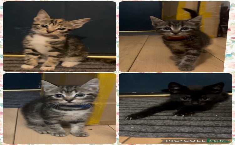 Mixed Breed cats - Advert 7