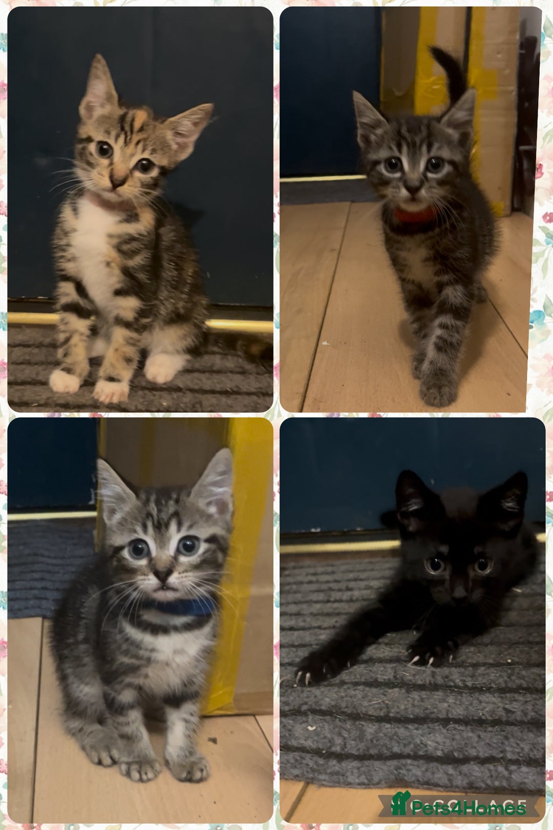 Mixed Breed cats for sale: 4 Kittens looking for their forever homes 🏠  - Image 1
