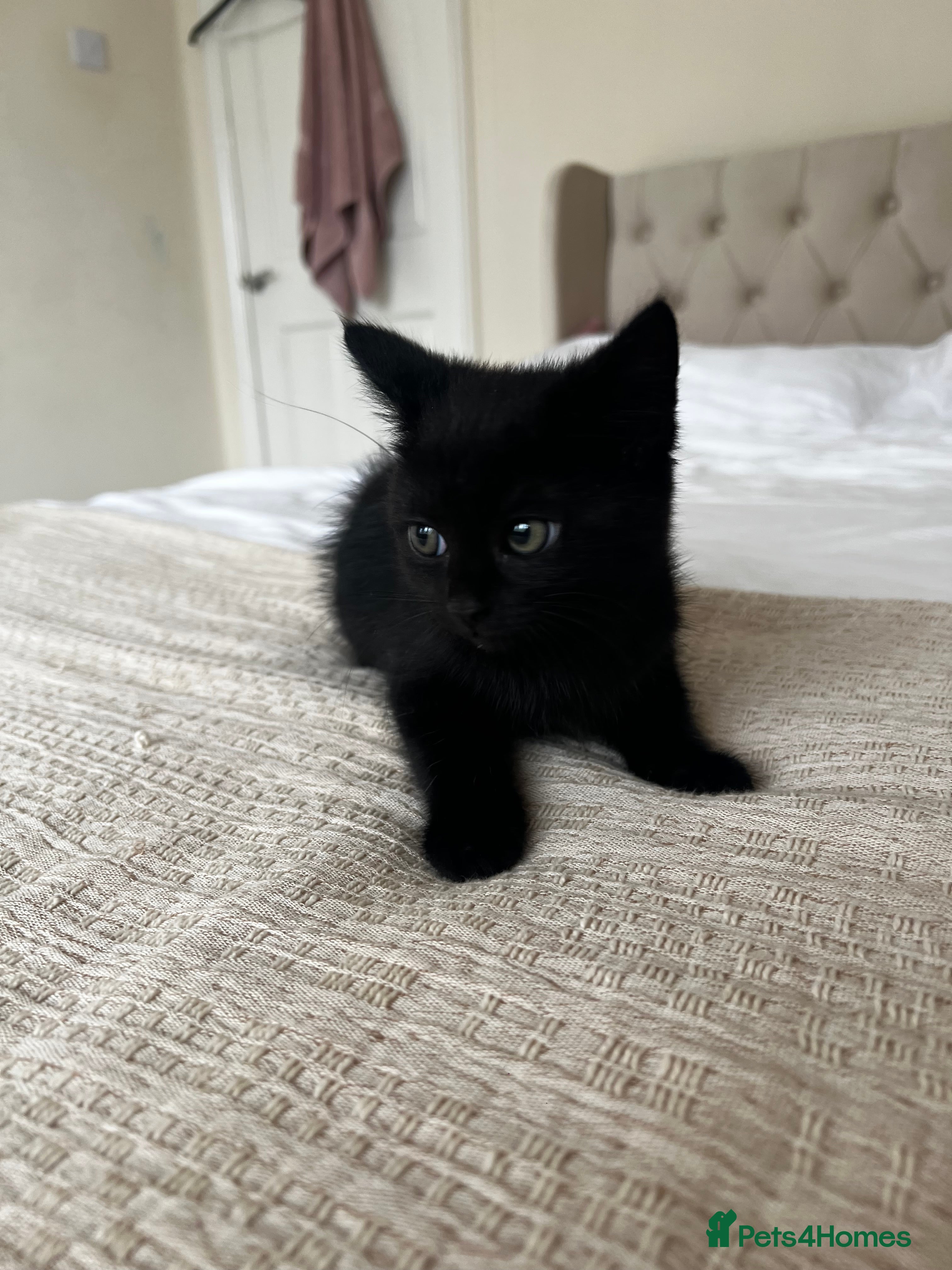 Domestic Shorthair cats Only black girl left  - Advert 7