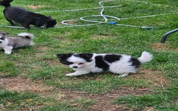 Chihuahua dogs for sale: Chihuahua  Tri-coloured,  - Image 6