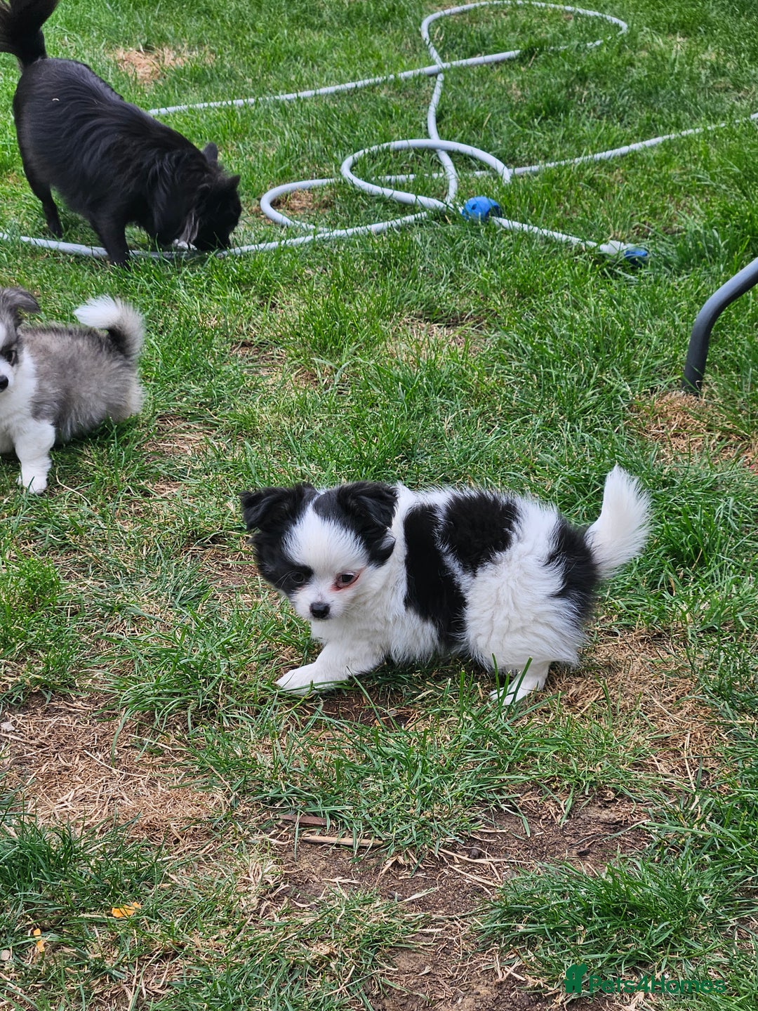 Chihuahua dogs for sale: Chihuahua  Tri-coloured,  - Image 6
