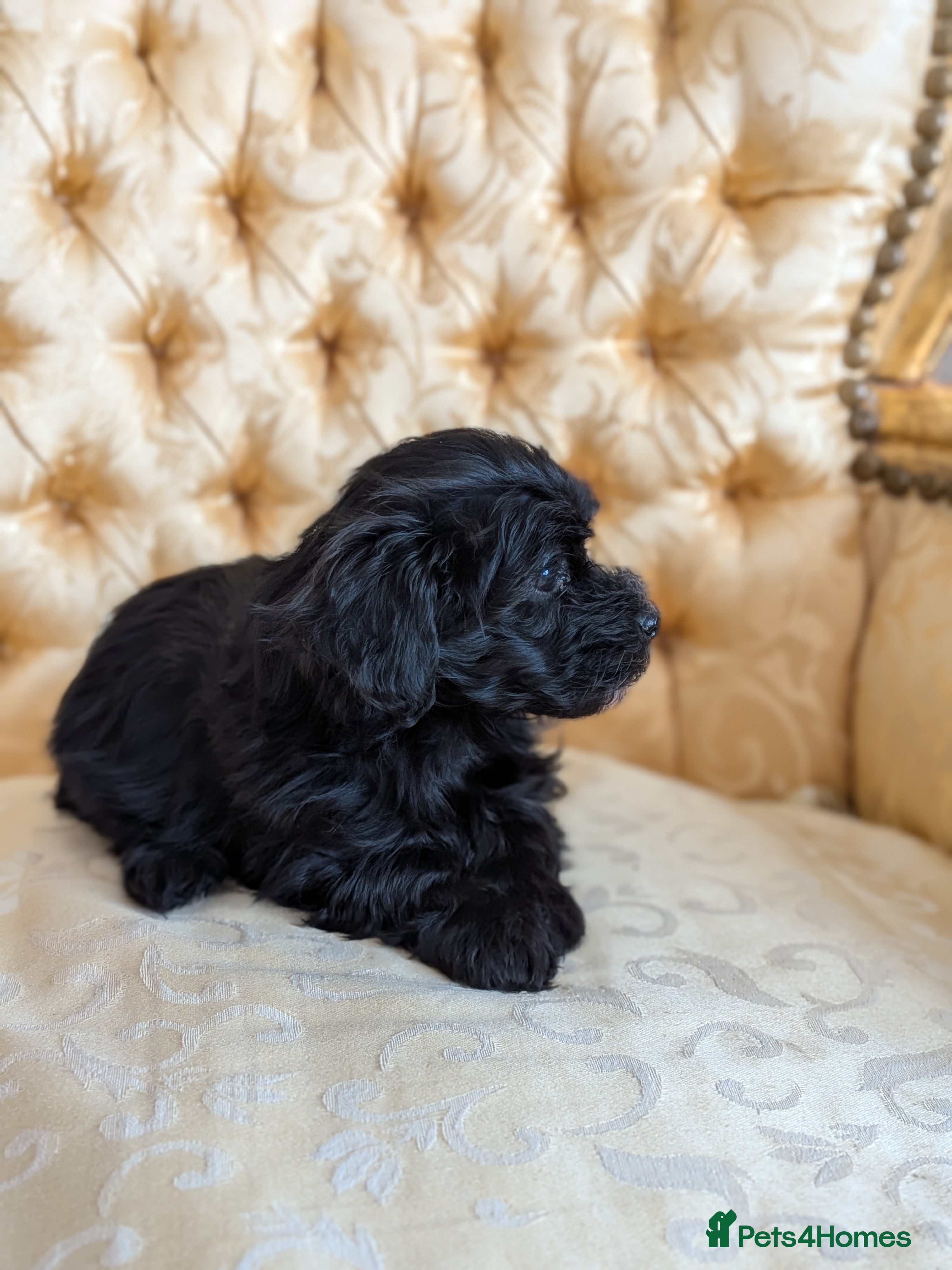 Maltipoo dogs MALTIPOO F1 - Advert 2