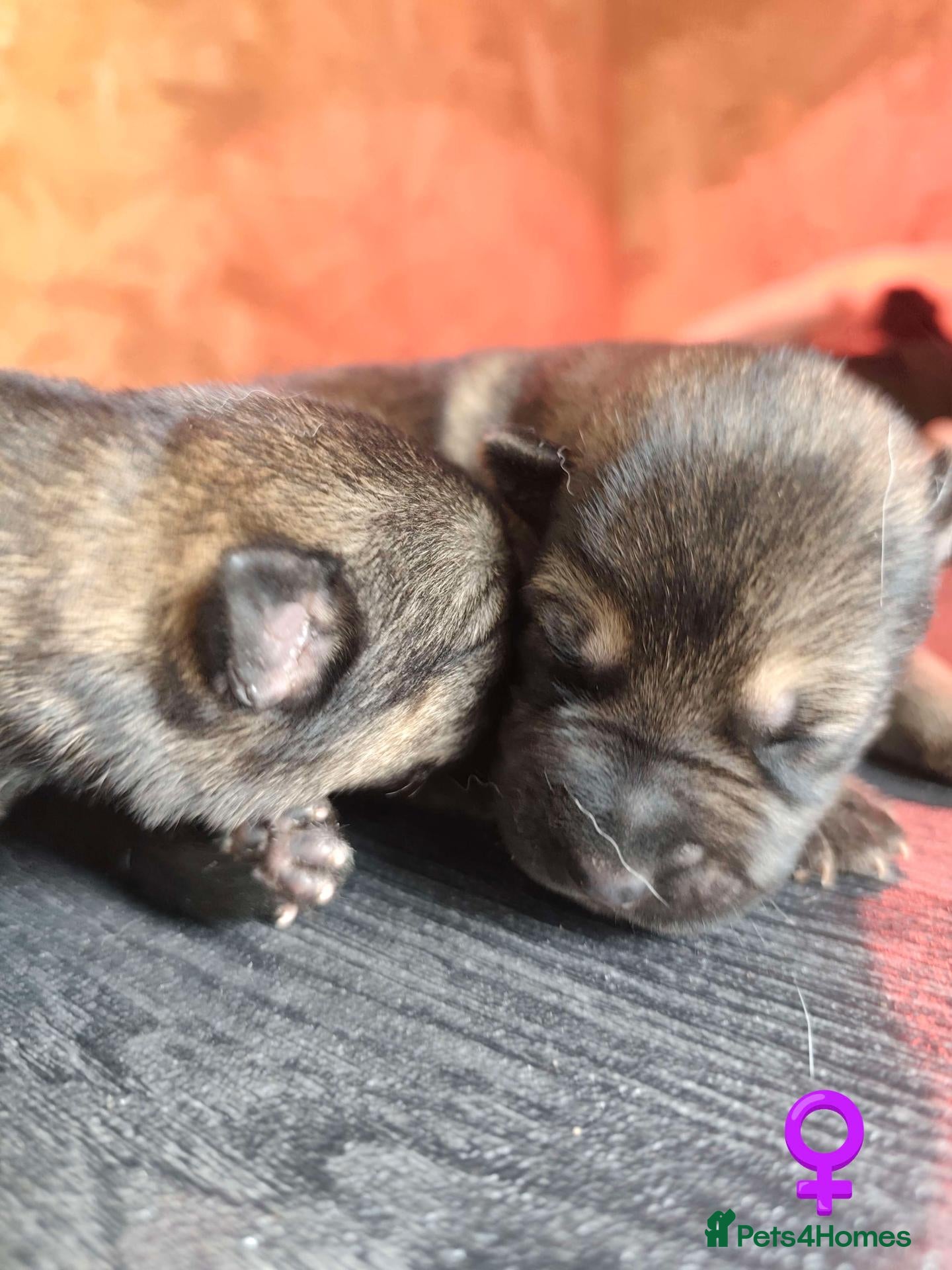 Mixed Breed dogs German Shepherd x Husky/Northern Inuit Puppies - Advert 2