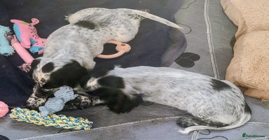 Sprocker dogs - Advert 7