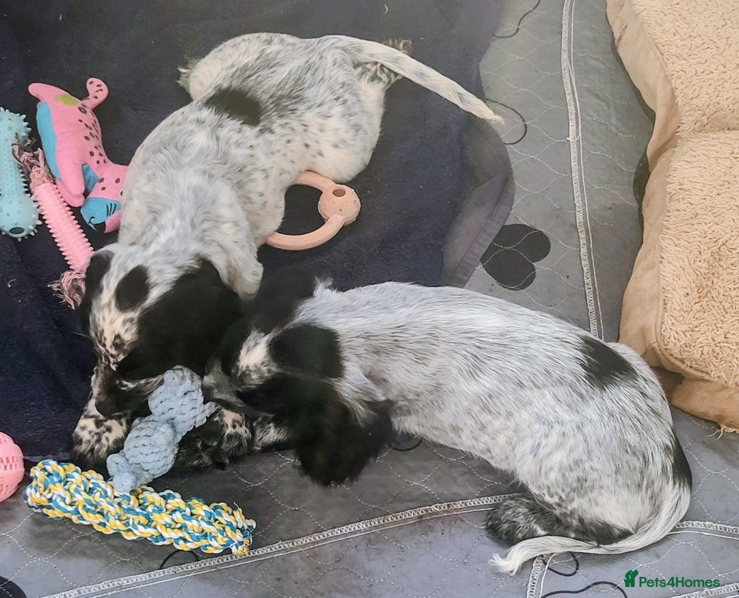Sprocker dogs for sale: STRIKING SPROCKER SPANIEL PUPPIES  - Image 3