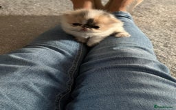Persian cats for sale: Persian kittens  - Image 14