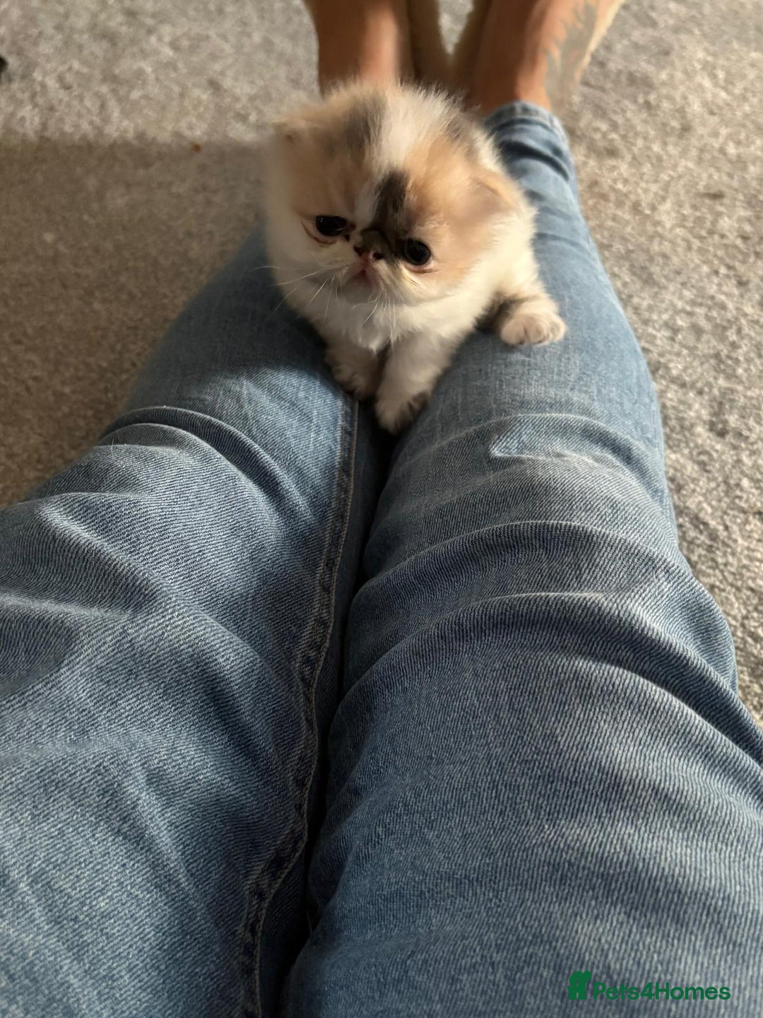 Persian cats for sale: Persian kittens  - Image 14