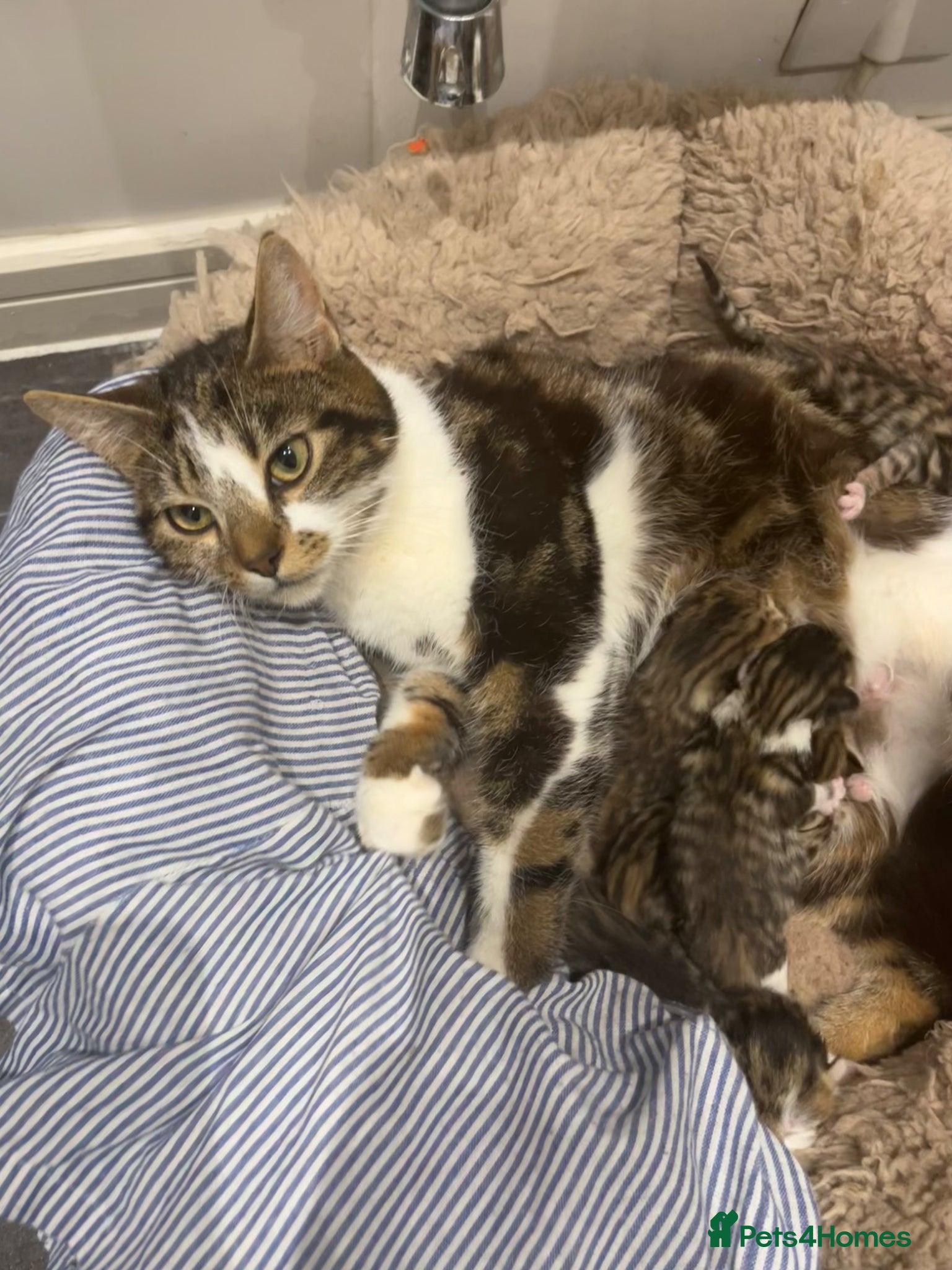 Mixed Breed cats 1 boy 1 girl ready start of may  - Advert 1