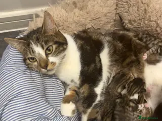 Mixed Breed cats 1 boy 1 girl ready start of may - Advert 1