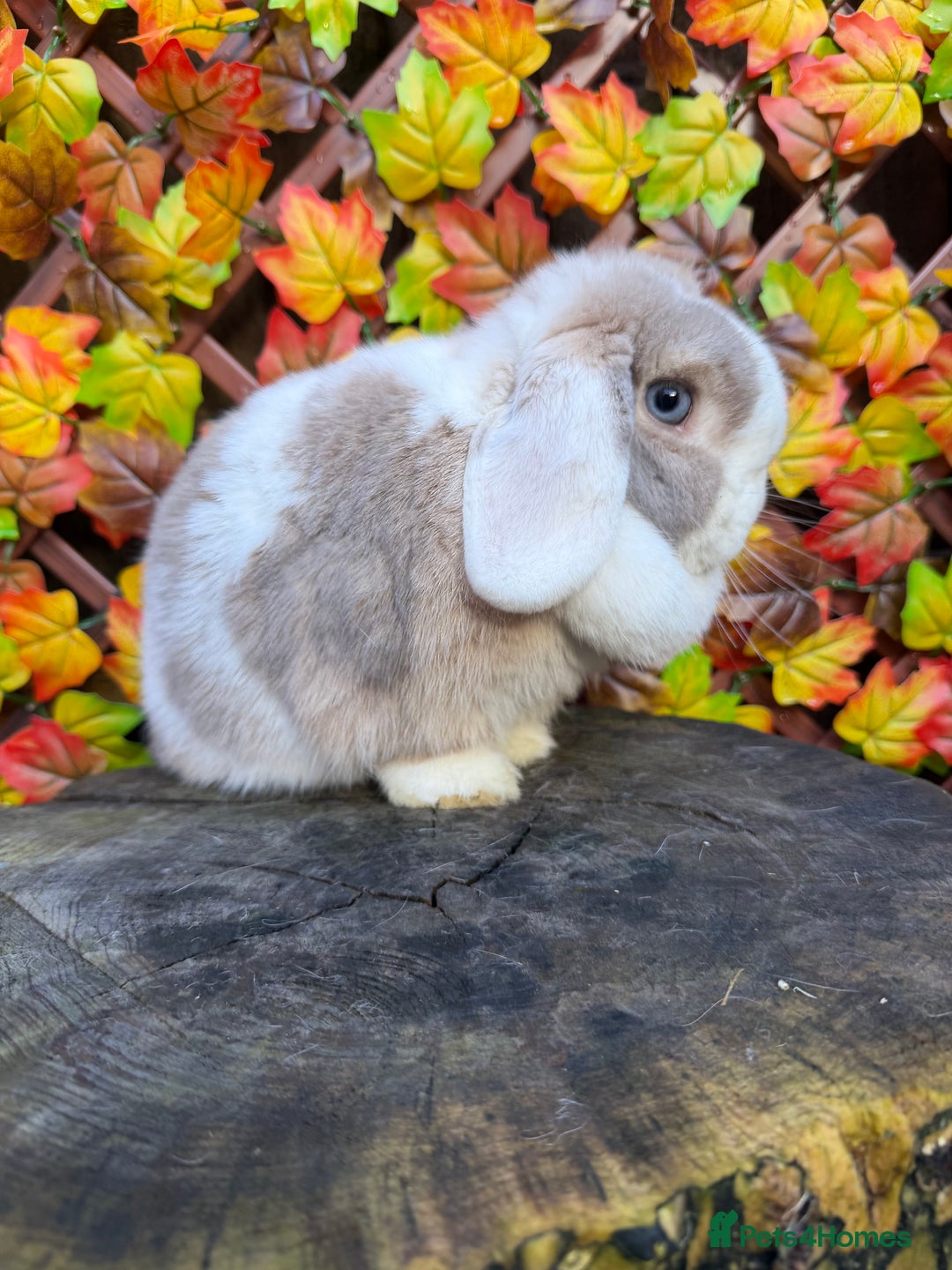 Mini Lop rabbits for sale: Mini lop  - Advert 6