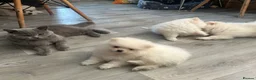 Pomeranian dogs for sale: 3 Pure white Pomeranians - 1 girl 2 boys - Advert 7