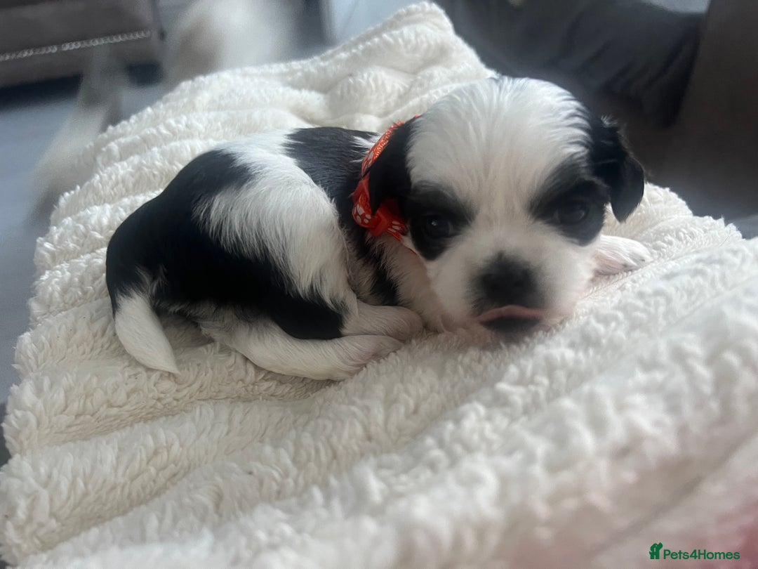 Shih Tzu dogs for sale: Shih tzu puppies  - Advert 10