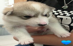 Siberian Husky dogs for sale: Siberian Husky Puppies - Image 7