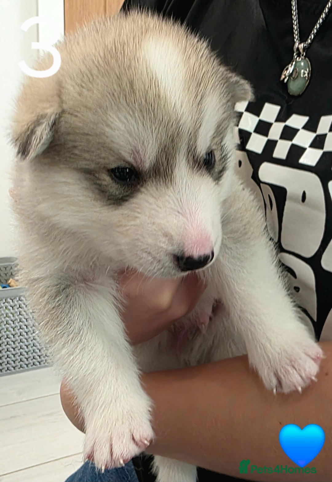 Siberian Husky dogs for sale: Siberian Husky Puppies - Image 7