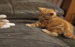 British Shorthair cats for sale: Gorgeous kittens for sale  - Advert 3