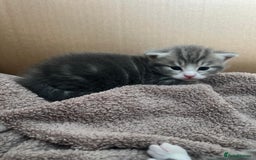 Bengal cats for sale: Bengal cross kittens one grey boy one brown girl - Image 22