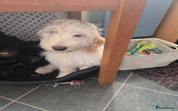 Cockapoo dogs for sale: 20 week old cockerpoo male - Image 4