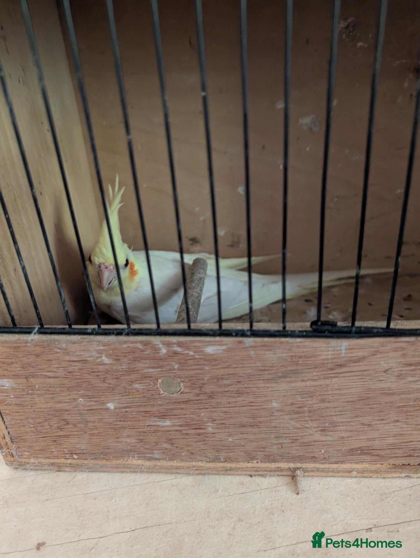 Cockatiels birds Cockatiels  - Advert 8
