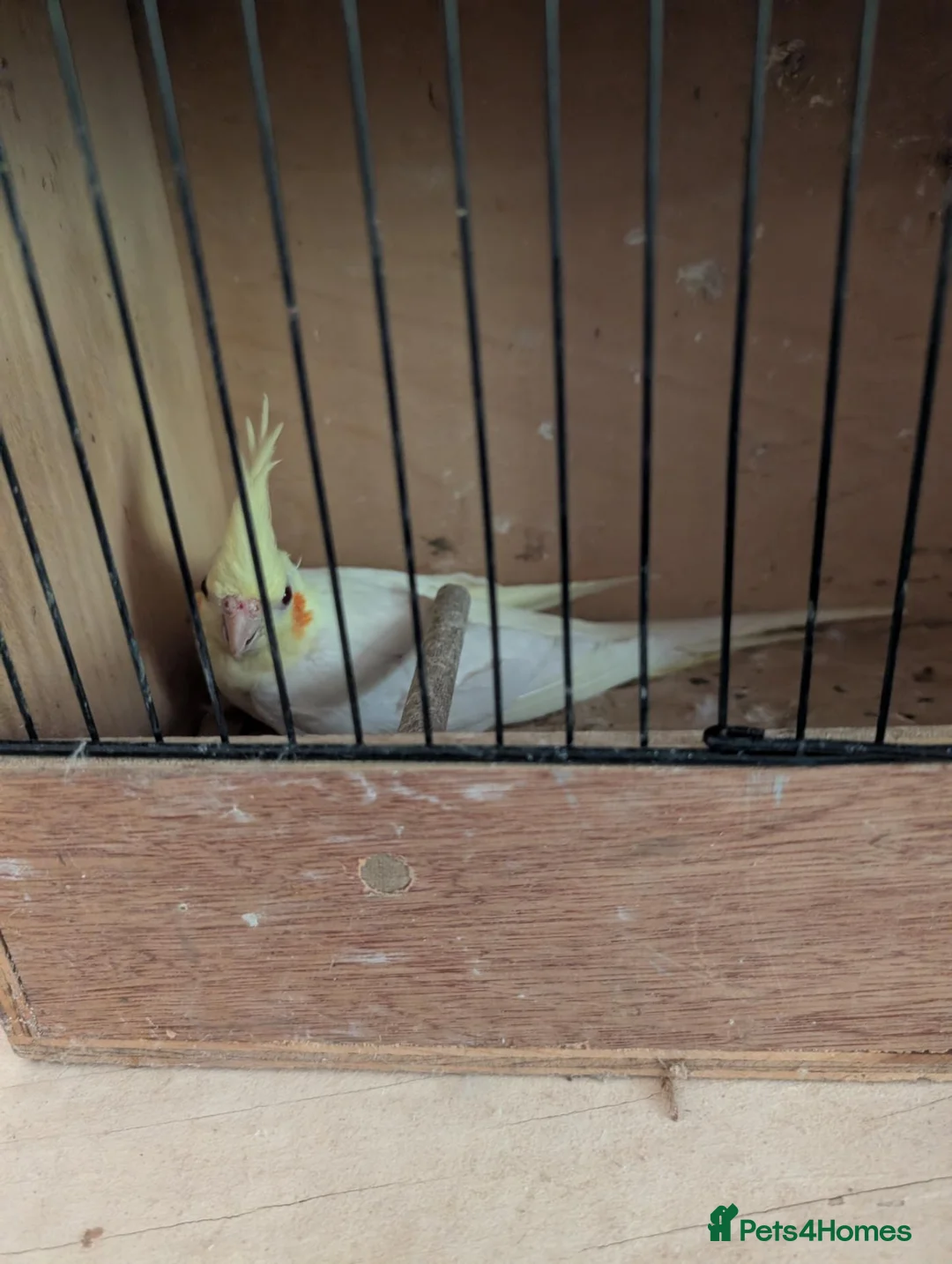 Cockatiels birds for sale: Cockatiels  in Walsall - Advert 1