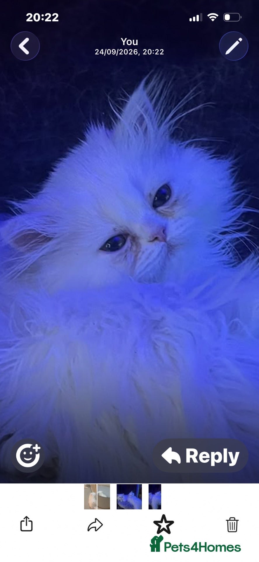 Persian cats PERSIAN ♥️🍃 ꨁ 🍃 ҉EXOTIC DOLL FAC - Advert 16