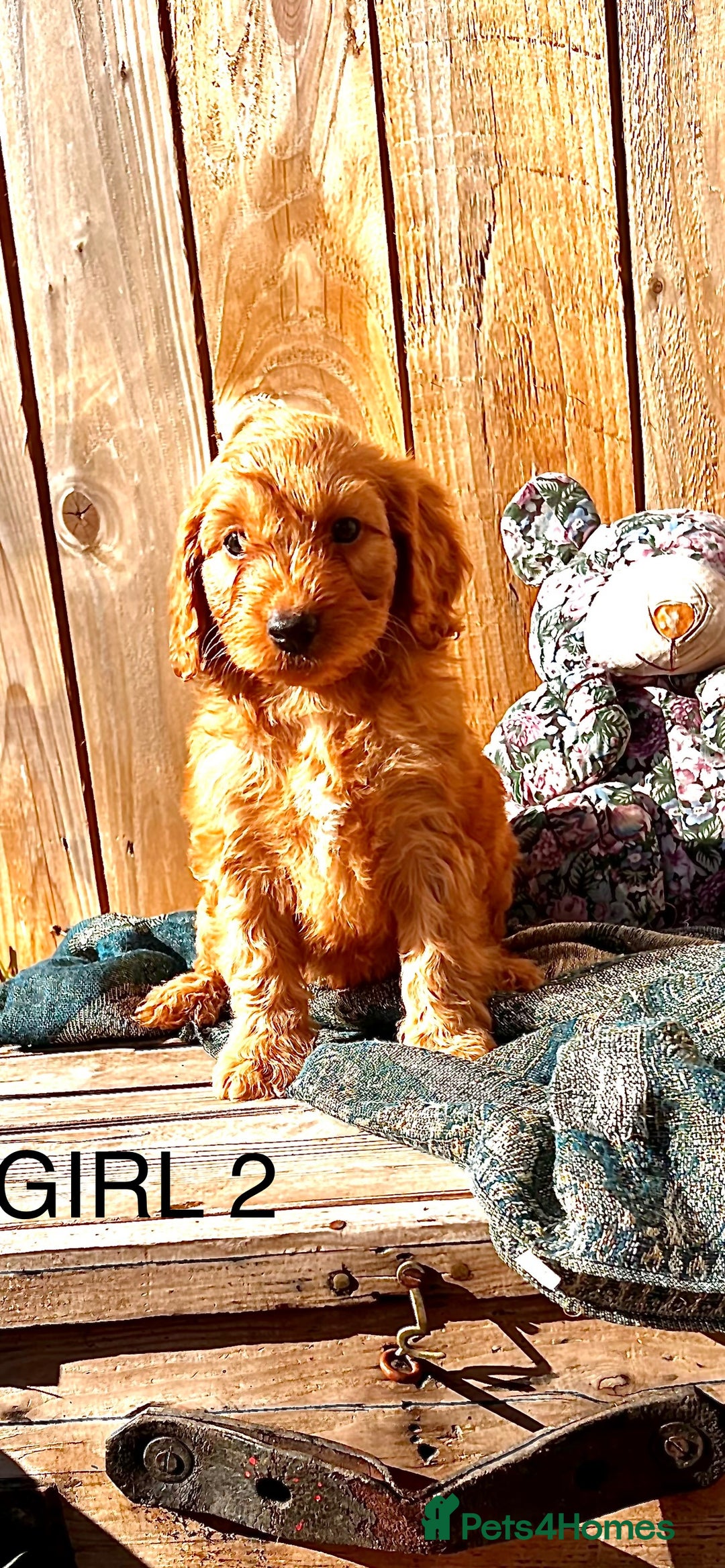 Cockapoo dogs for sale: Quality F1 Cockapoo Puppies  - Image 11