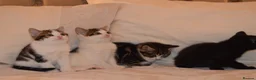 Mixed Breed cats for sale: 4 Beautiful Gentle Kittens for Sale - Advert 15