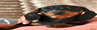 Miniature Dachshund Puppy 4