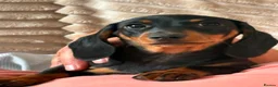 Miniature Dachshund dogs for sale: Minature Dachshund Pups - Advert 20