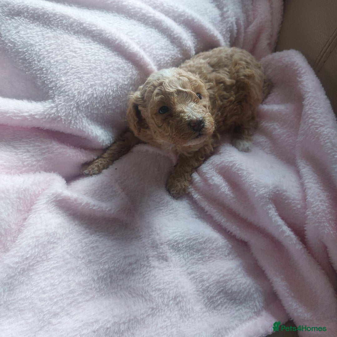 Miniature Poodle dogs for sale: MINIATURE POODLES - Image 5