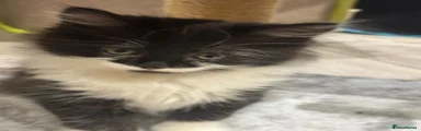 Maine Coon 3