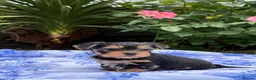 Yorkshire Terrier dogs for sale: Kc registered Yorkshire terrier puppies - Advert 4