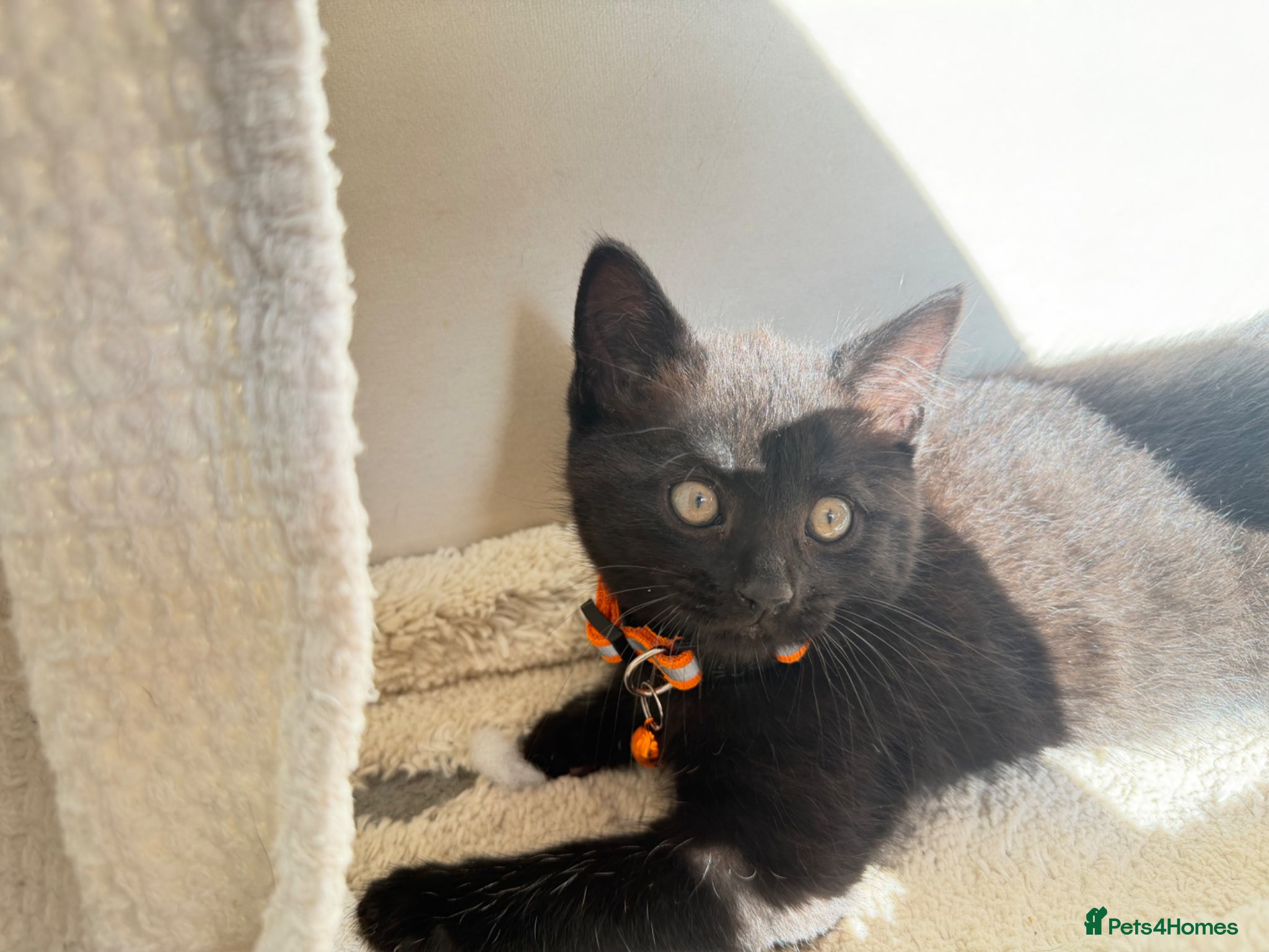 Russian Blue cats for sale: Half Russian Blue Kittens - Advert 7
