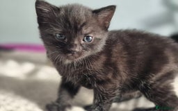 Mixed Breed cats for sale: 4 lovly kittens - Image 19