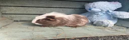 Guinea Pig rodents for sale: Please help rehome these boys - Advert 2