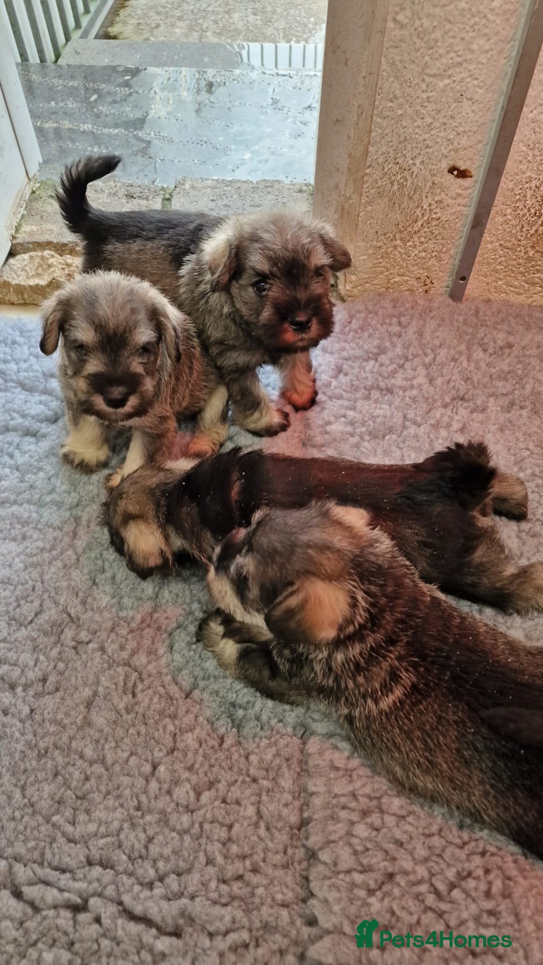 Miniature Schnauzer dogs for sale: KC mini Schnauzer  - Image 7