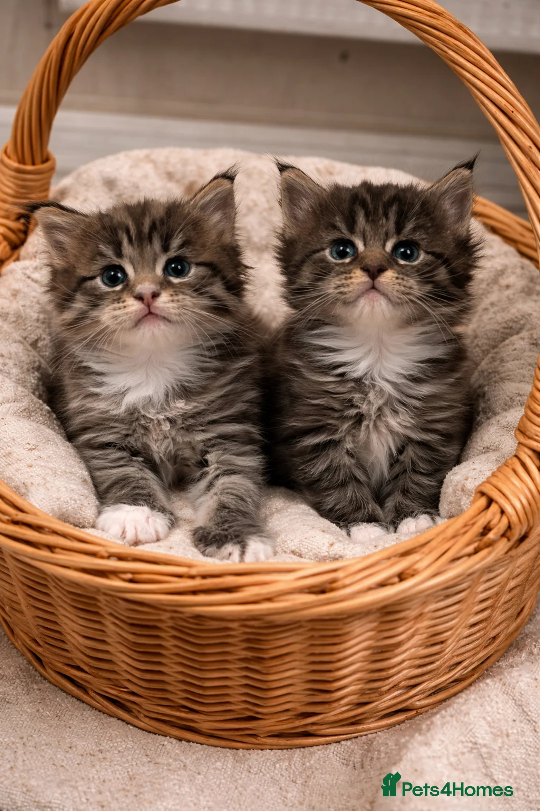 Maine Coon cats for sale: MAINE COON KITTENS FOR SALE - SOME POLYDACTYL  - Advert 7
