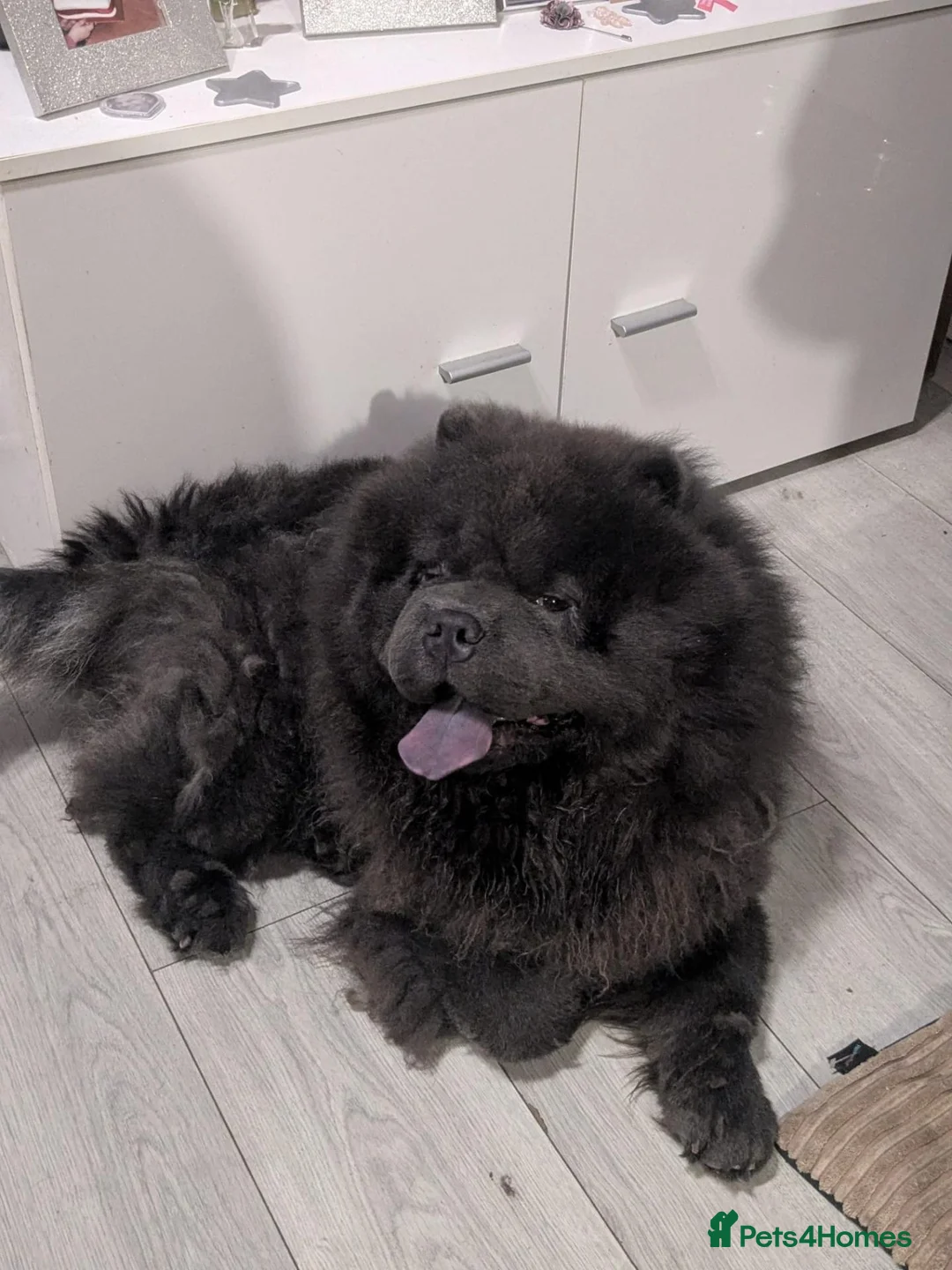 Chow Chow dogs for sale: Male chow chow  in Willenhall - Advert 2