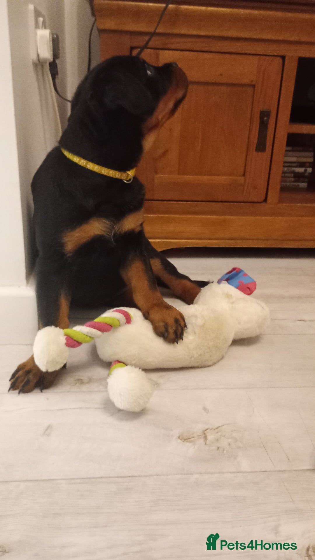 Rottweiler dogs for sale: ROTTWEILER PUPPIES- READY NOW - ONLY ONE LEFT!! - Advert 18