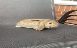 French Lop rabbits for sale: Baby lops in Hexham - Image 14