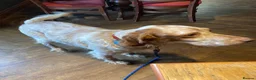 English Setter dogs for sale: Rare English Setter  in Great Yarmouth - Advert 13