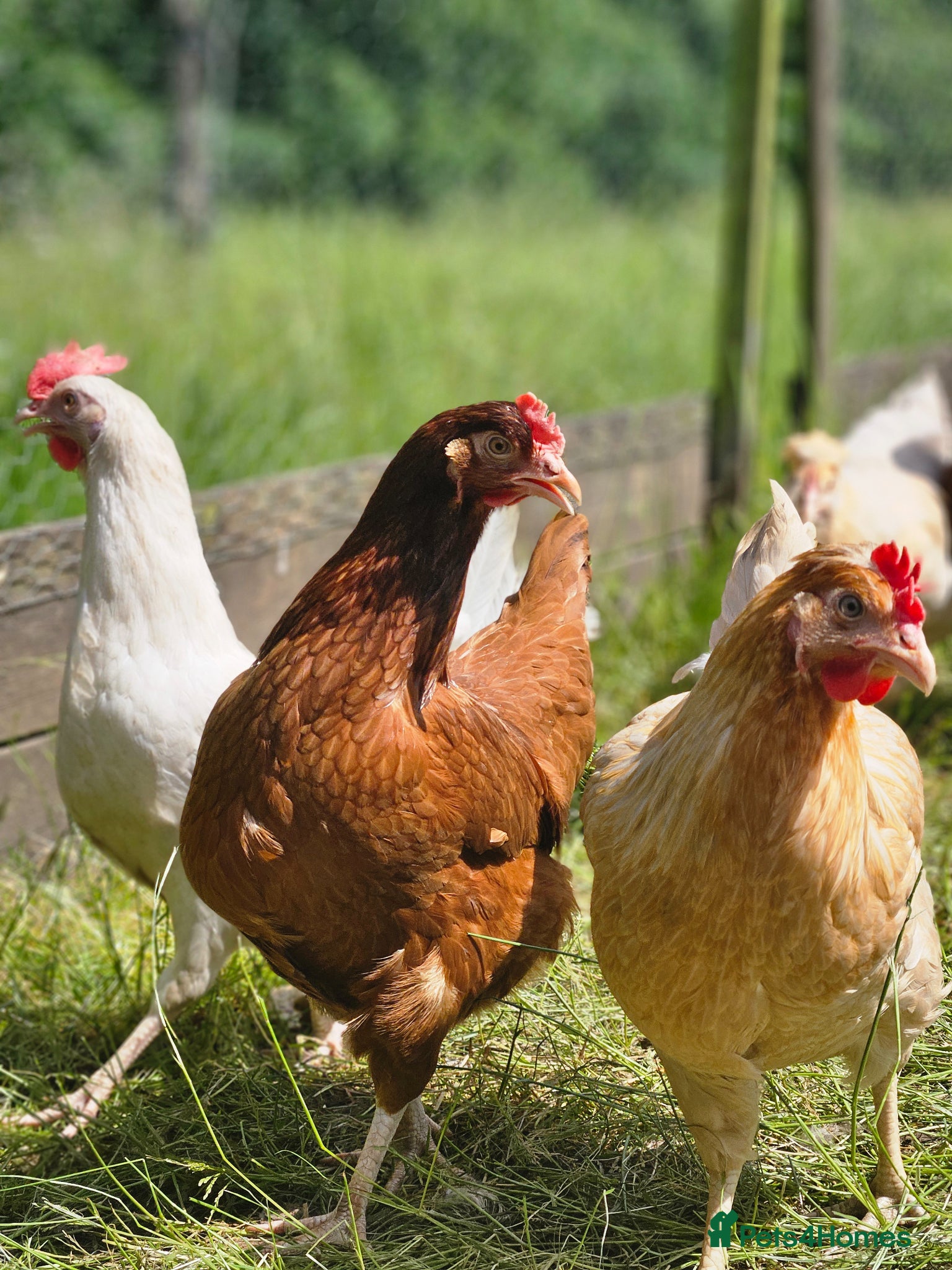 Chickens poultry for sale: Point of Lay Hybrid Laying hens  - Advert 2