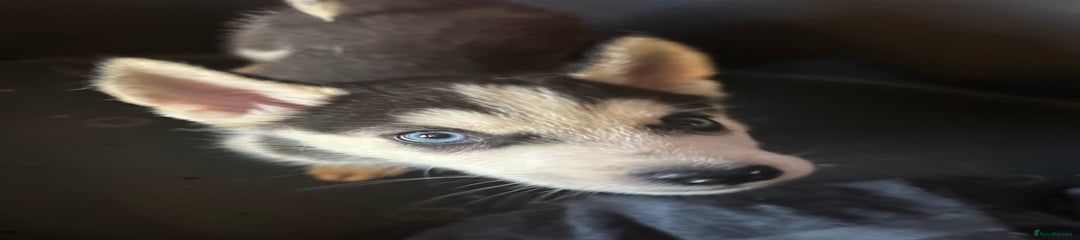 Siberian Husky Puppy 2