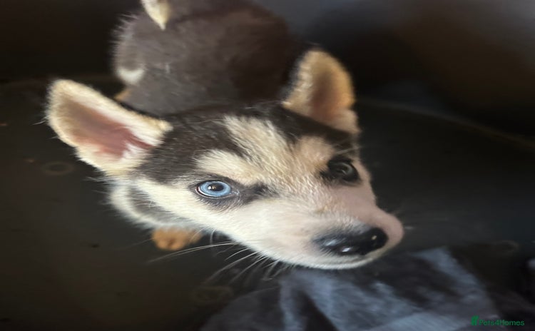 Siberian Husky dogs - Advert 4