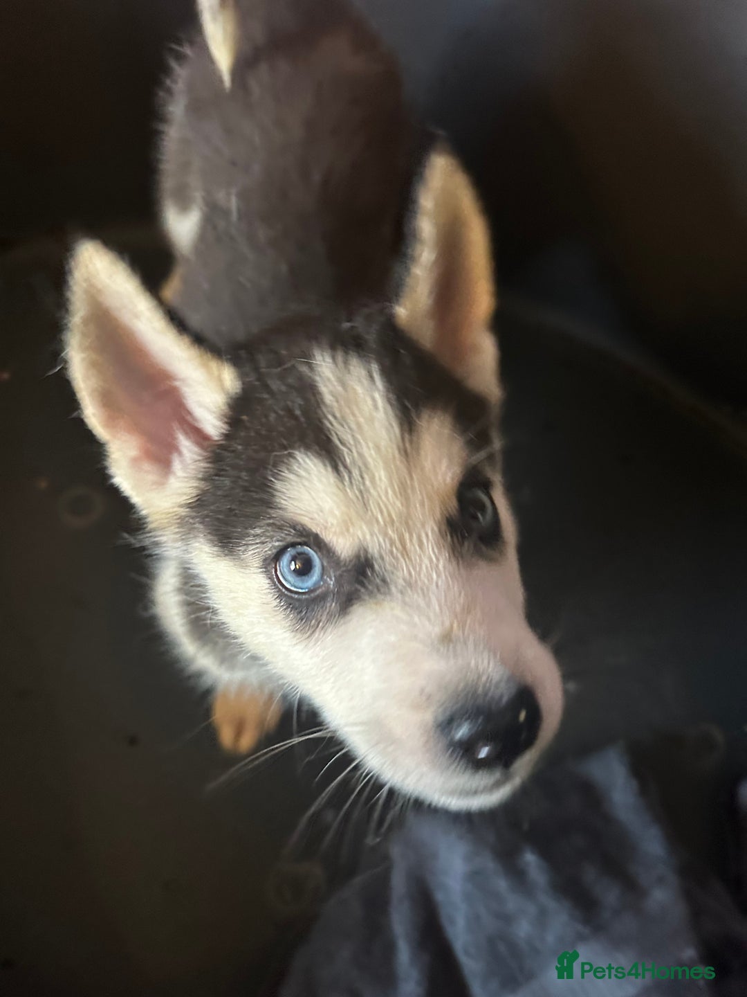 Siberian Husky dogs for sale: Five husky puppies for sale - Image 1
